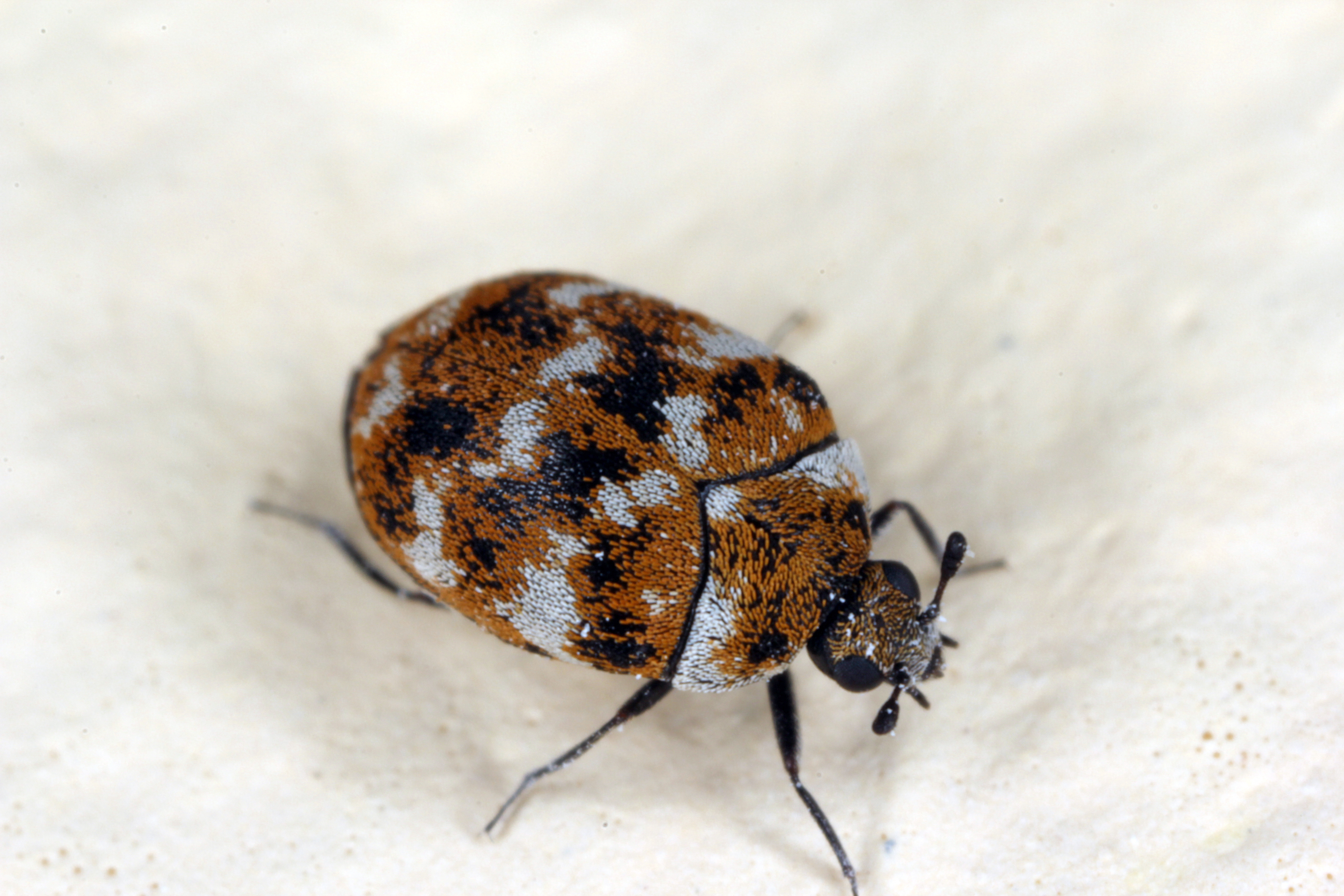 A varied carpet beetle crawling across white fabric